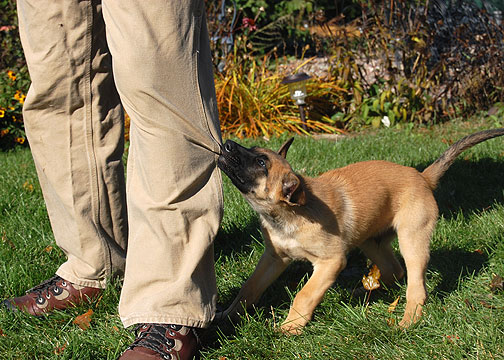 dog nipping guests