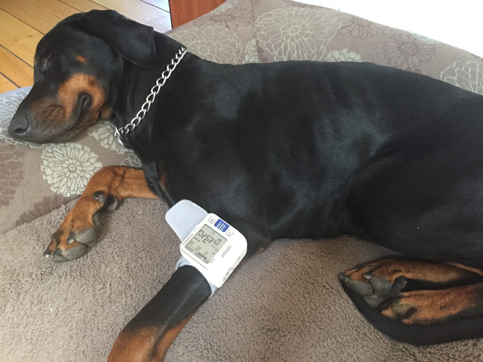 How to measure blood pressure in dogs