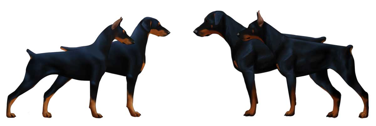 American vs European Doberman