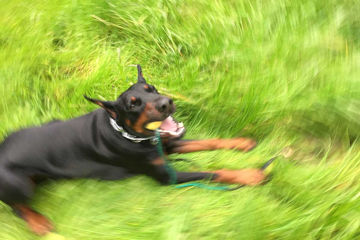 European Doberman playing with a ball