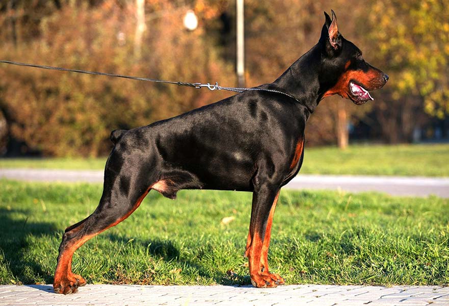 Eastern European show Doberman