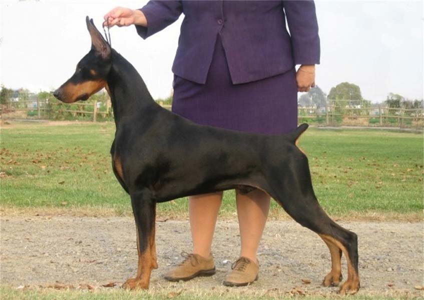 American Doberman Pinscher