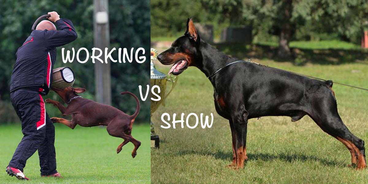 european working doberman vs show doberman